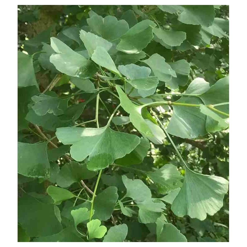 Ginkgo biloba (Arbre aux quarante écus)