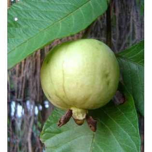 Goyave : Psidium guajava "fresa"
