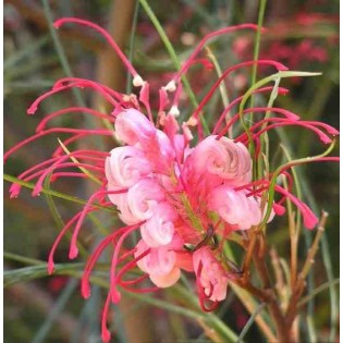 Grevillea johnsonii