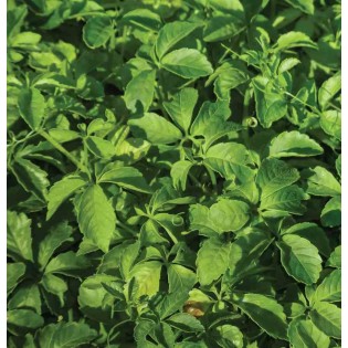 Gynostemma pentaphyllum (Jiaogulan, Thé de l'immortalité)