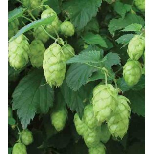 Humulus lupulus (houblon)