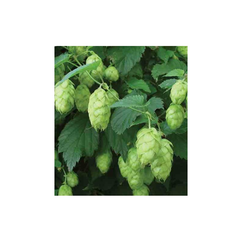 Humulus lupulus (houblon)