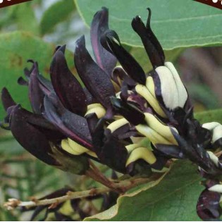 Kennedia nigricans (Pois corail noir)