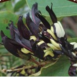 Kennedia nigricans (Pois corail noir)