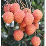 Litchi sinensis var Kwai May Pink