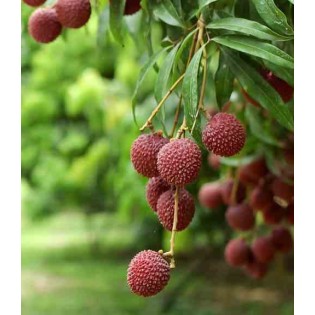 Litchi sinensis var Mc Lean