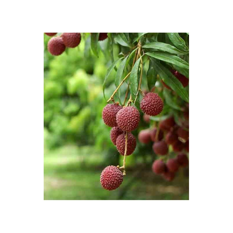Litchi sinensis var Mc Lean