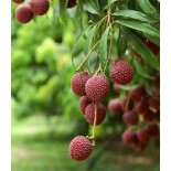 Litchi sinensis var Mc Lean