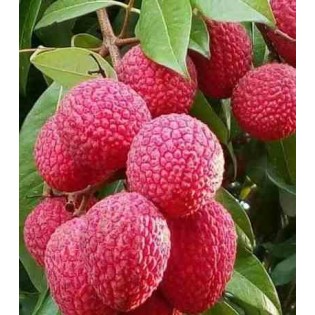 Litchi sinensis var Wai Chee