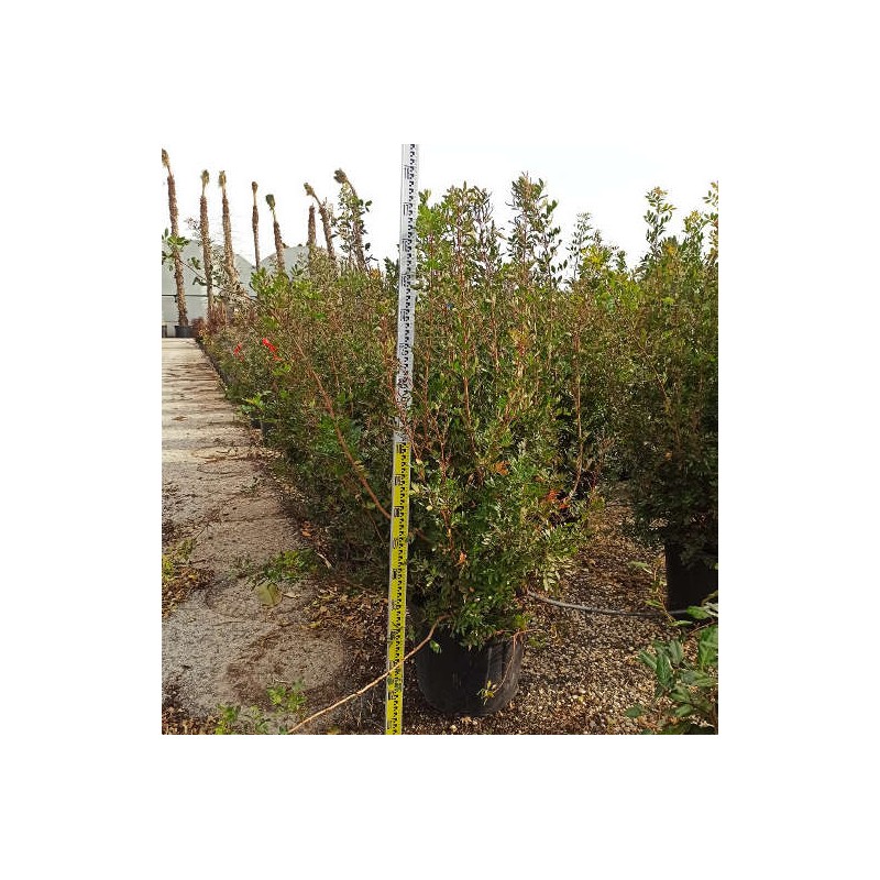 Pistacia lentiscus (Pistachier lentisque, Arbre à mastic)