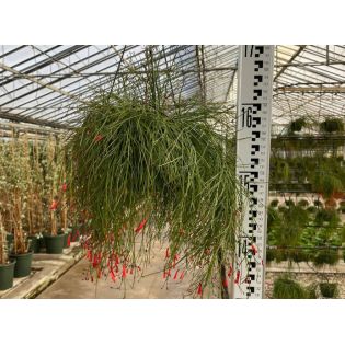 Russelia equisetiformis (Goutte de sang, Fontaine de corail)