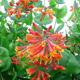 Lonicera brownii Dropmore Scarlet