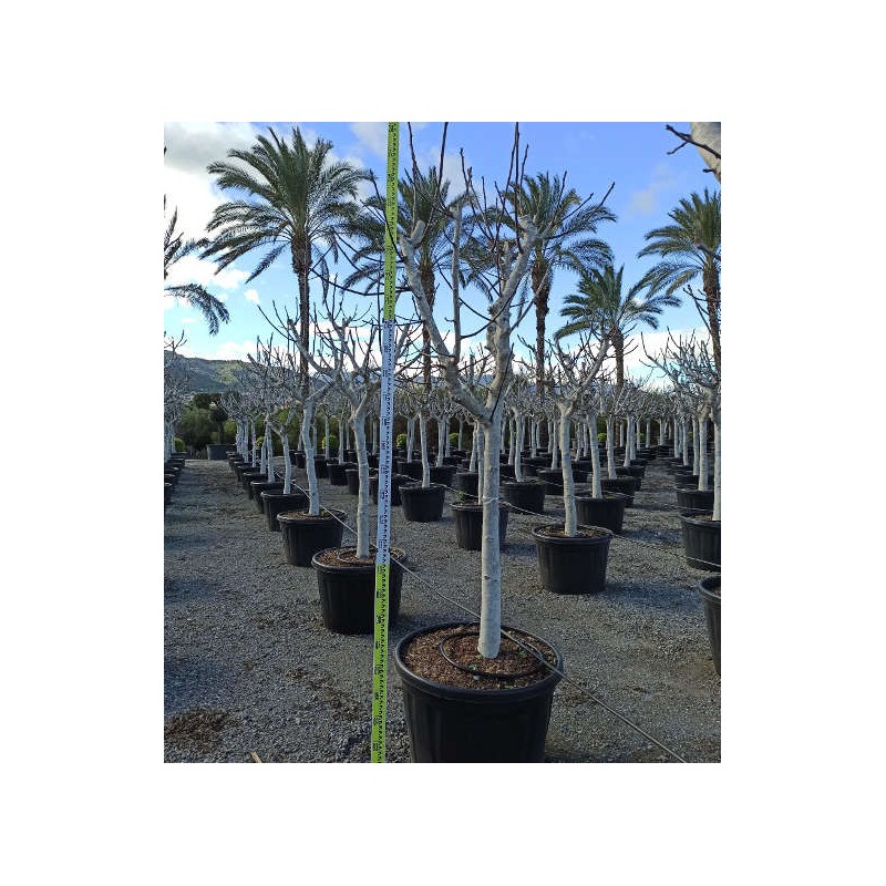 Ficus carica (figuier)