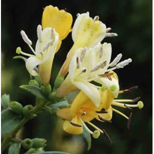 Lonicera henryi