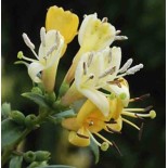 Lonicera henryi