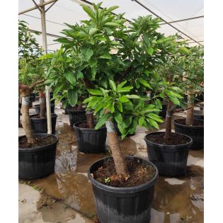 Avocatier : Persea americana var. Hass ADULTE (De greffe)