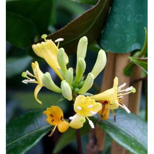 Lonicera henryi Cuivre Beauté