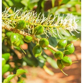 Macadamia ternifolia