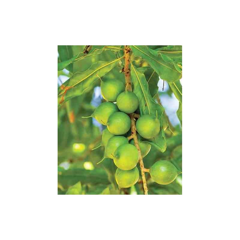 Macadamia ternifolia