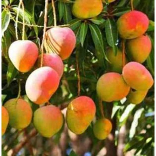 Manguier : Mangifera indica var. Sensacion
