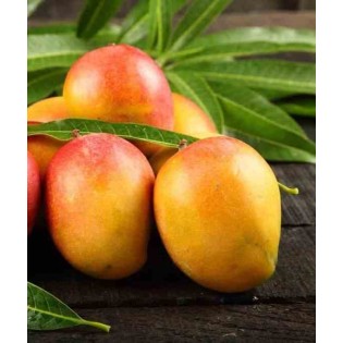 Manguier : Mangifera indica var. Sensacion