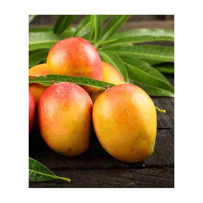 Manguier : Mangifera indica var. Sensacion