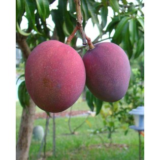 Manguier : Mangifera indica var.Tommy Atkins