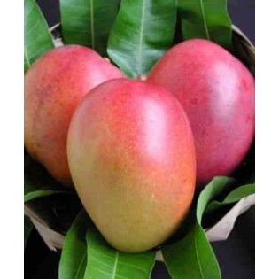Manguier : Mangifera indica var .Tommy Atkins