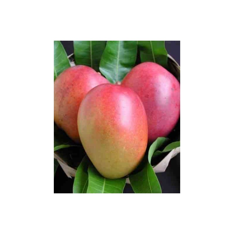 Manguier : Mangifera indica var .Tommy Atkins