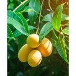 Manguier : Mangifera indica var.Ataulfo