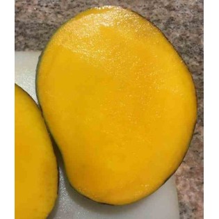 Manguier : Mangifera indica var.Keitt