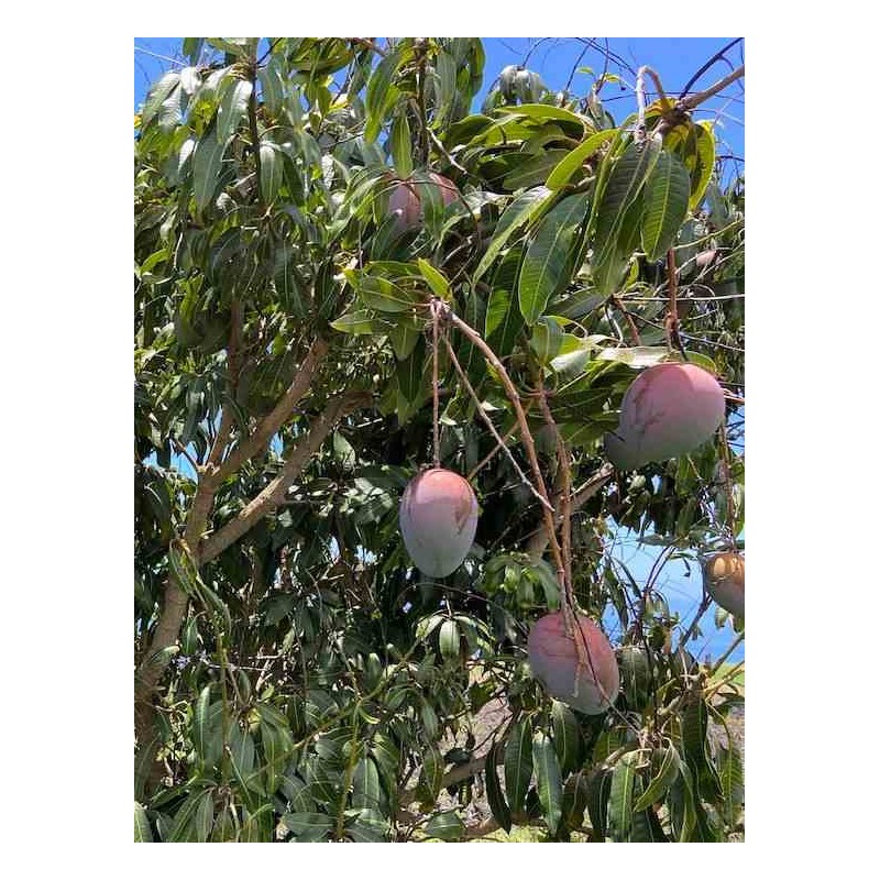 Manguier : Mangifera indica var.Keitt