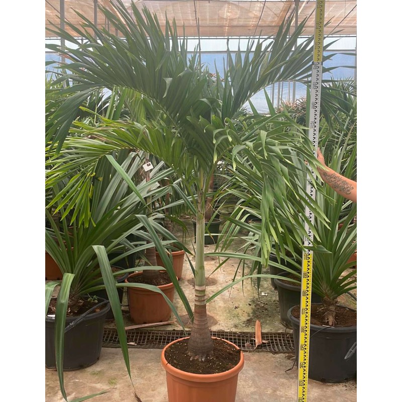 Adonidia merrillii (Veitchia merrillii- Palmier de manille) SPÉCIMEN