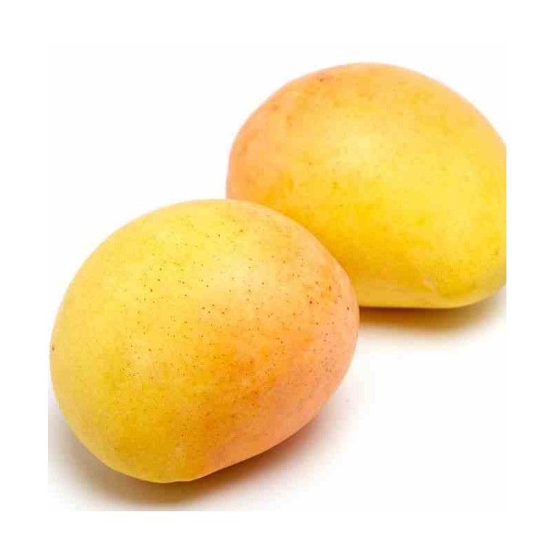 Manguier : Mangifera indica var.Kensington Pride