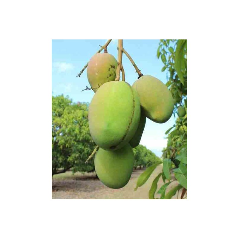 Manguier : Mangifera indica var.Kensington Pride