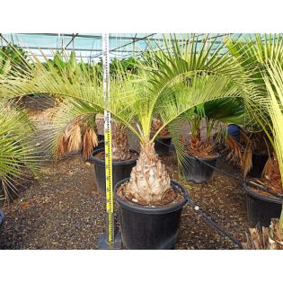 Butia capitata (Palmier à vin ou gelée) specimen