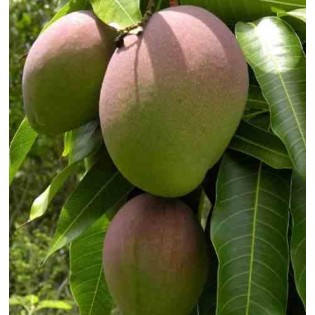 Manguier : Mangifera indica var.Kent