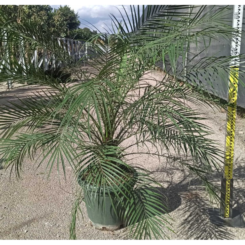 Phoenix roebelenii (Dattier du Laos, palmier dattier nain) SPÉCIMEN