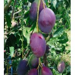 Manguier : Mangifera indica var.Palmer