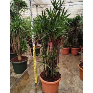 Rhapis excelsa (Palmier bambou)