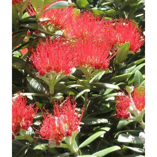 Metrosideros thomasii (Arbre de Noël de Nouvelle-Zélande )