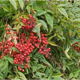 Nandina domestique