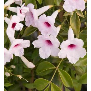 Pandorea jasminoides