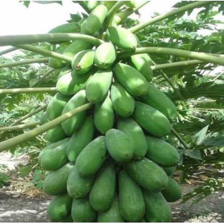 Papayer : Carica papaya var. Intenzza