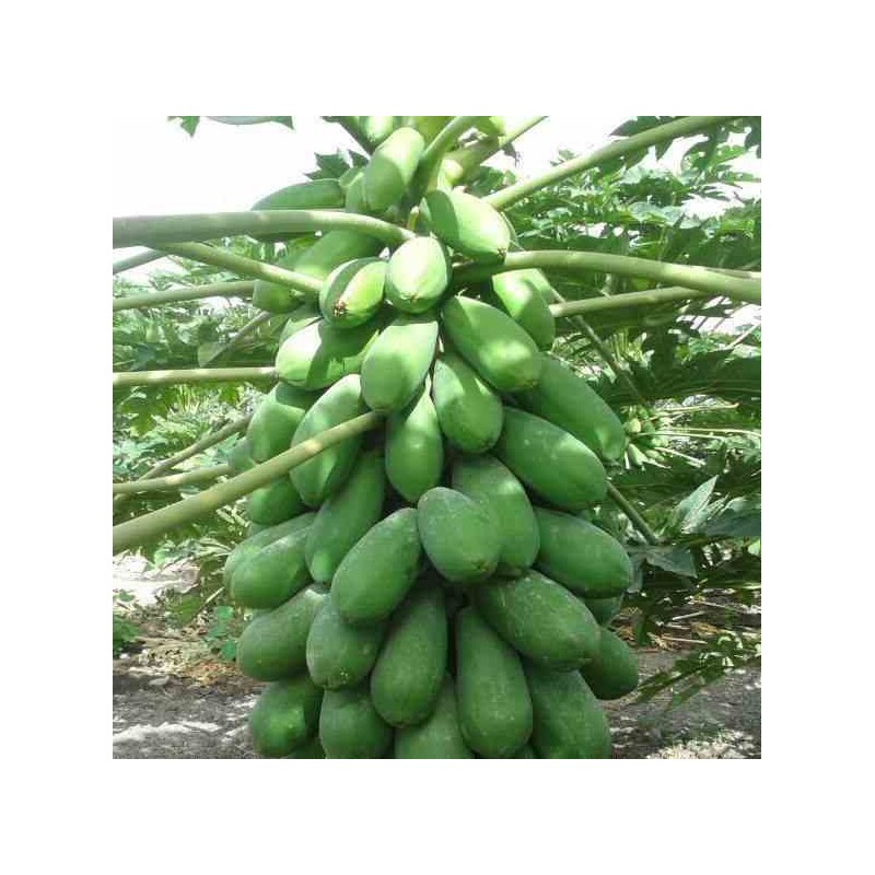 Papayer : Carica papaya var. Intenzza