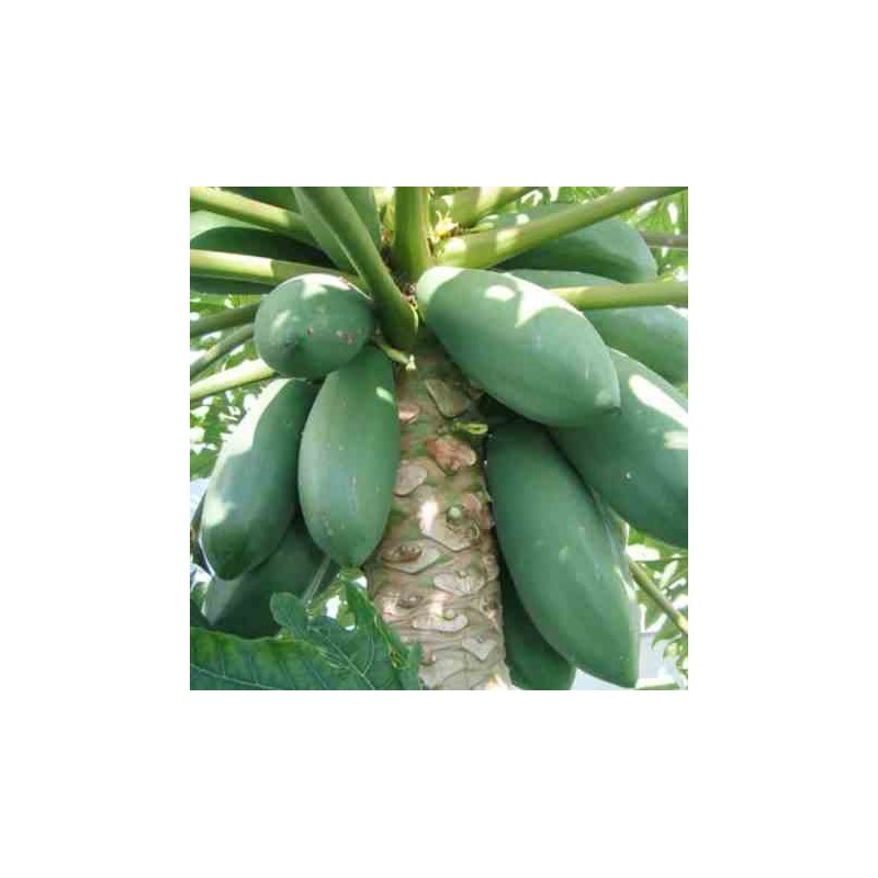 Papayer : Carica papaya var. Maradol