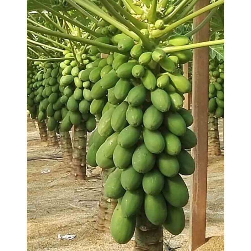 Papayer : Carica papaya var. Doux sens