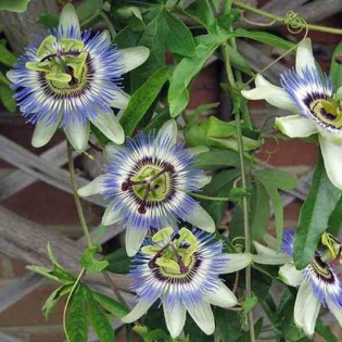 Passiflora caerulea