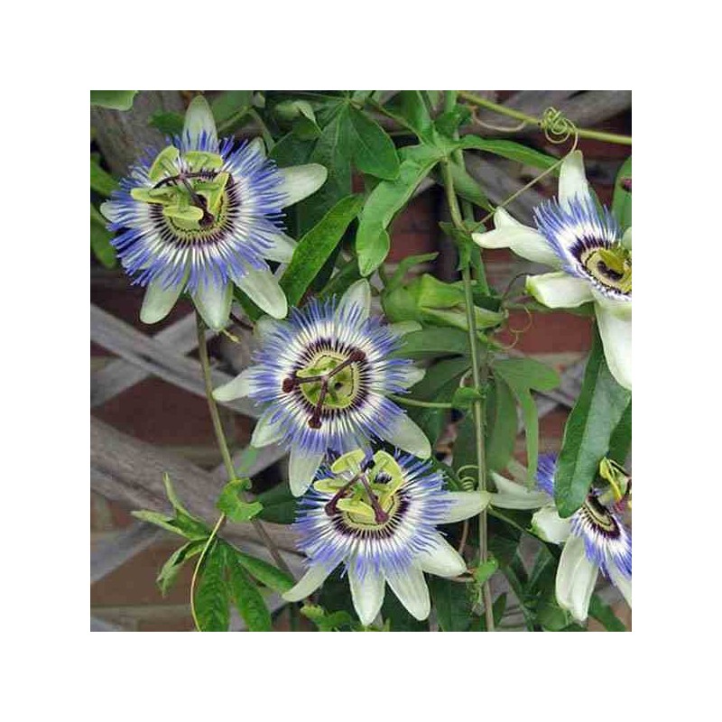 Passiflora caerulea