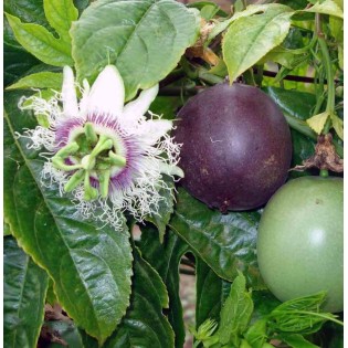 Passiflora edulis (Fruit de la passion (Grenadille))